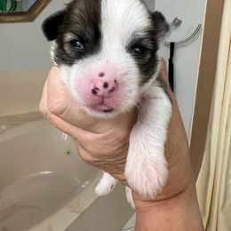 HL Boy - Sable Chinese Crested puppy in Venice, Florida from Crowned Chinese Cresteds