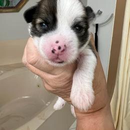 HL Boy - Sable Chinese Crested puppy in Venice, Florida from Crowned Chinese Cresteds