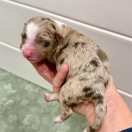 Brown Merle girl 1 (litter names coming soon) - Brown merle female Aussiedoodle puppy in Heber City, Utah from Junipersdoodles