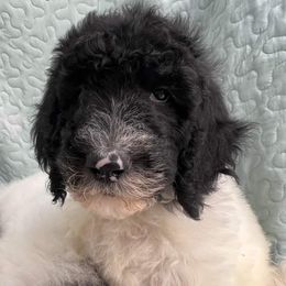 Goldendoodle and Poodle Puppies from Elizabeth Rocha's Doodles