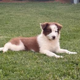 Jacob- red and white 1 blue eye 1 green eye - White and red male Border Collie puppy in Chattanooga, Tennessee from Ross Vegas Kennels
