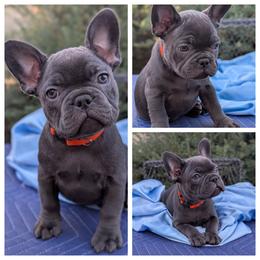 Ortega - Blue male French Bulldog puppy in Spokane, Washington from Wow-za French Bulldogs