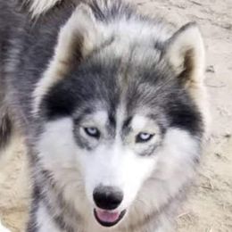 Samara - Siberian Husky