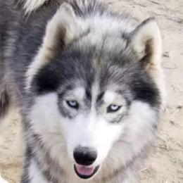 Samara - Siberian Husky