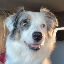 Fancy - Australian Shepherd