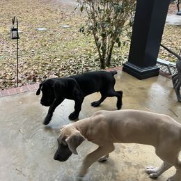 Great Dane Puppies from Leslie Woodard's Great Danes