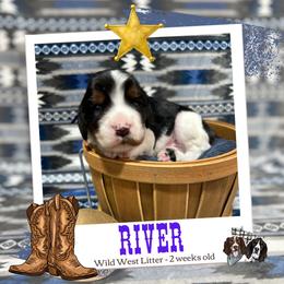 River - Black white and tan male English Springer Spaniel puppy in Albany, Minnesota from Farm Fresh Labradors & English Springers