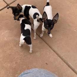 Toy Fox Terrier Puppies from Asgard Acres
