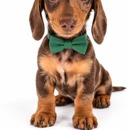 Henry - Dapple male Dachshund puppy in Illinois from William Rotsaert