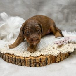 Piper - Phantom female Goldendoodle puppy in Williamson, New York from Lakeside Doodles