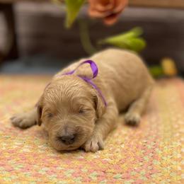 Lavender - Cream female Goldendoodle puppy in Lisbon, Ohio from Willow Lane Doodles
