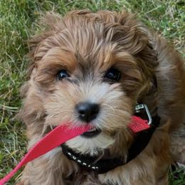 Havanese from MC'S HAVANESE
