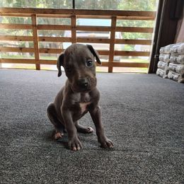 Otis - Blue male Great Dane puppy in Marshall, Michigan from Dream K9