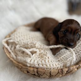 Dachshund Puppies from Woodland Doxies
