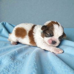 AKC-Finn - Red and white male Shih Tzu puppy in Mooresville, North Carolina from Juji Shih Tzu