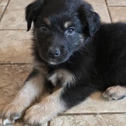 Rogue - Black tri-color male Australian Shepherd puppy in Solon, Maine from Mountain Range Australian Shepherds