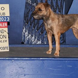 Vanessa - Border Terrier