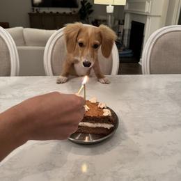 Dachshund All Grown Up from Brit’s Doxie Crossing
