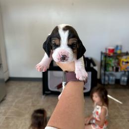 Boy 9 - Black and white male Basset Hound puppy in Las Animas, Colorado from J&D Dachsies