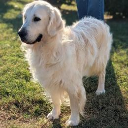 Golden Retriever puppies from Edge Farm LLC