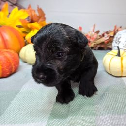 Puppy 5 - Brindle male Scottish Terrier puppy in San Tan Valley, Arizona from For the love of Scotties