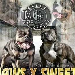 Jaws - American Bully