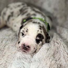 Maui - Harlequin male Great Dane puppy in Montgomery, Texas from KD Sweet Southern Danes