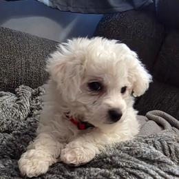 Male Red Collar - White male Bichon Frise puppy in Eaton Rapids, Michigan from JMs Bichons