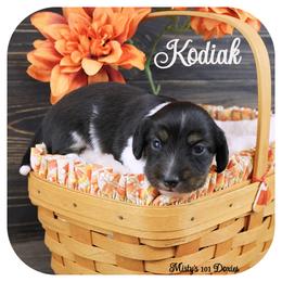 KODIAK - AKC Registered - Black and tan male Dachshund puppy in Graceville, Florida from Misty's 101 Doxies