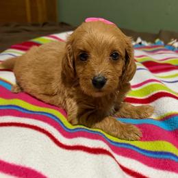 Grace - Cream female Goldendoodle puppy in Centralia, Missouri from Oodles Of Doodles Mo.