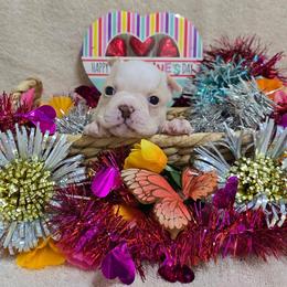 Honey Cream Boy - Seal and white male Boston Terrier puppy in George West, Texas from JT Bostons