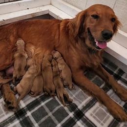 Boy 4 - Golden male Golden Retriever puppy in Milton Freewater, Oregon from Lilac Acres