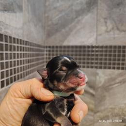 Aqau collar male - Black and silver male Miniature Schnauzer puppy in Mineola, Texas from Nikkis Minis