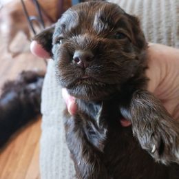 Girl 3 - Cocker Spaniel puppy in Rolla, Missouri from Wethys Cocker Spaniels