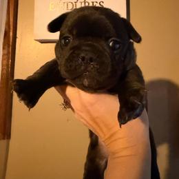 Brindle girl - Brindle female French Bulldog puppy in Marion, Virginia from Frenchies Vom Reiches Tal