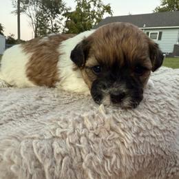 Brownie Boy - Brown male Shichon puppy in West Frankfort, Illinois from Jessica Cupp