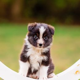 Australian Shepherds from Foxhill Farm Australian Shepherds