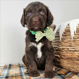 Rory - Brown and white male Bernedoodle puppy in Temecula, California from Oodles O'Doodles