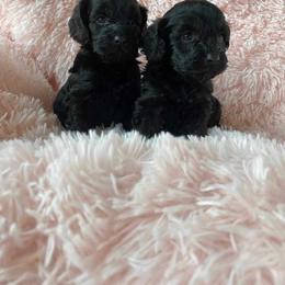 Cockapoo and Poodle Puppies from Kathy Maize