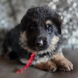 Duncan - Black and red male German Shepherd puppy in Harvard, Illinois from Aus Dem Meer German Shepherds