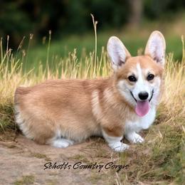 Georgie - Pembroke Welsh Corgi