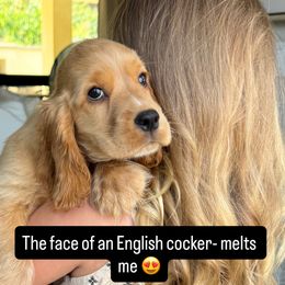 Cocker Spaniel and English Cocker Spaniel Puppies from CuttinBlue Farms