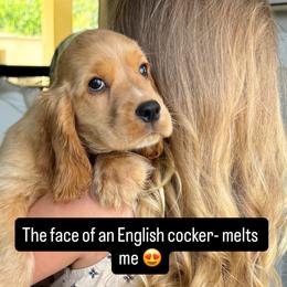 Cocker Spaniel and English Cocker Spaniel Puppies from CuttinBlue Farms