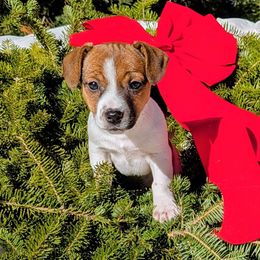 Maddie - White and tan female Russell Terrier puppy in Sandown, New Hampshire from Patch Wood Irish Jacks