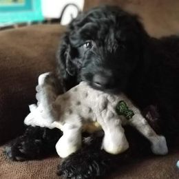 Goldendoodles, Golden Retrievers, and Poodles from Doodles at Dewey Acres