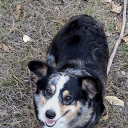American Corgis and Pembroke Welsh Corgis from Melissa's Pembroke Welsh Corgis