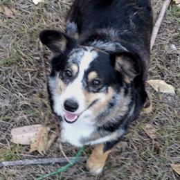 American Corgis and Pembroke Welsh Corgis from Melissa's Pembroke Welsh Corgis