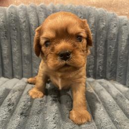 Love Bug- Blue - Ruby male Cavalier King Charles Spaniel puppy in London, Arkansas from Frosty’s Cavaliers