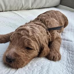 Black Collar - Apricot male Poodle puppy in Woodbridge, Virginia from Rosa Red Standard Poodles