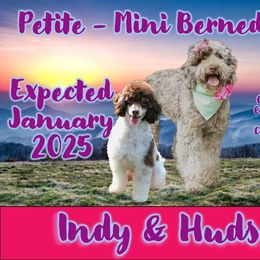 Bernedoodle puppies from Kim's Cove Dog Co.